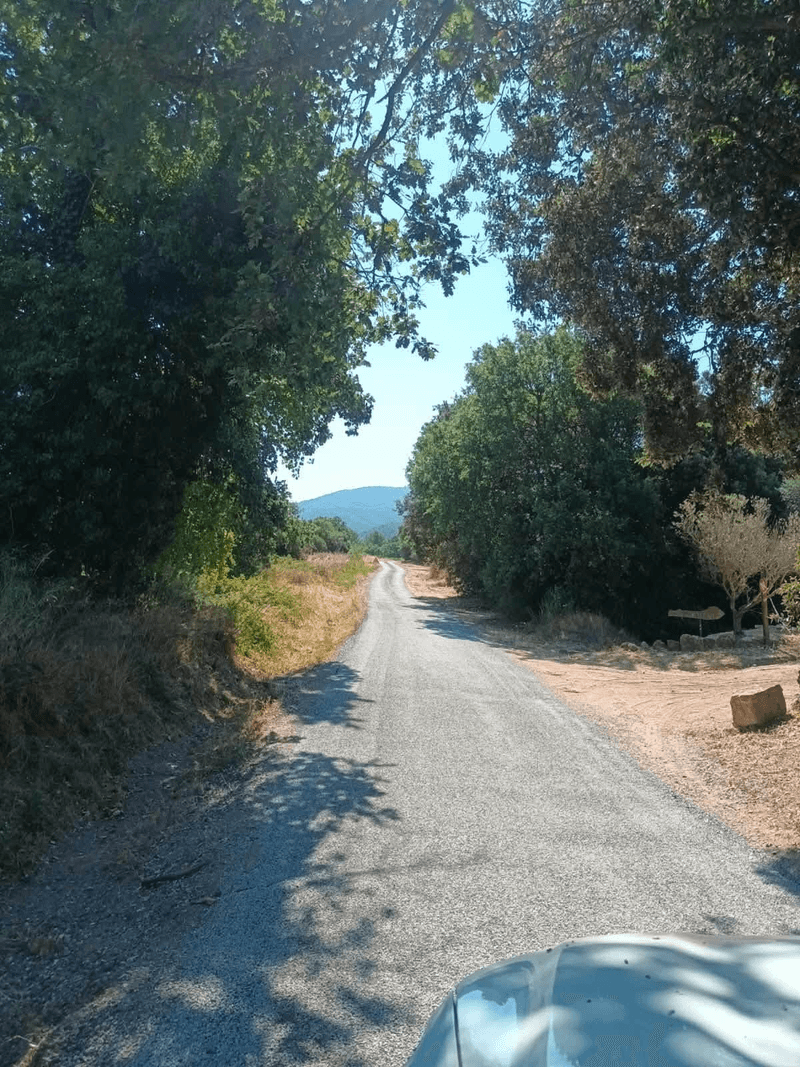 Un chemin de terre avec des arbres de chaque côté