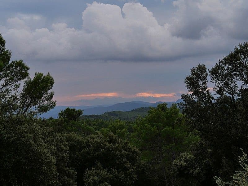 Pignans massif des maures foret pins