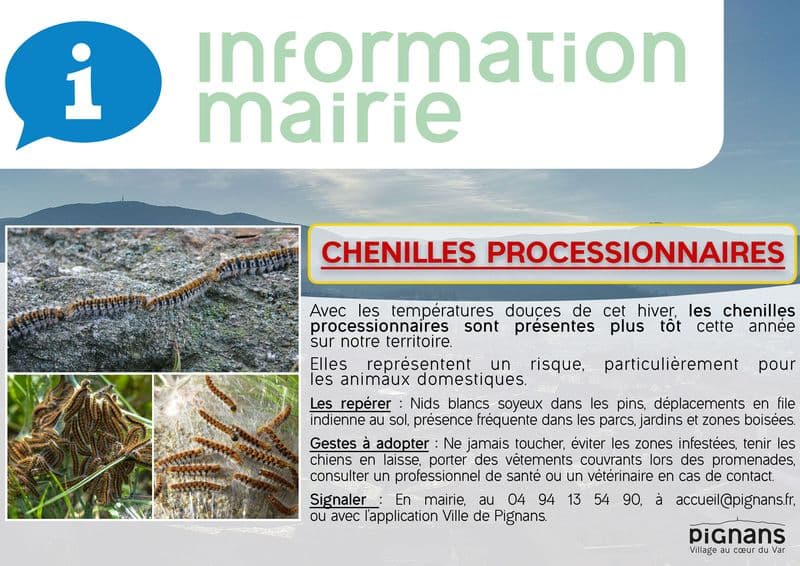 Information mairie chenille processionnaire 1